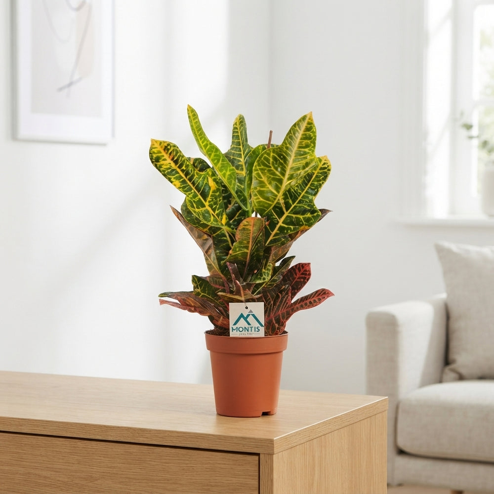 Codiaeum Excellent Croton – 17cm Pot, 60cm High