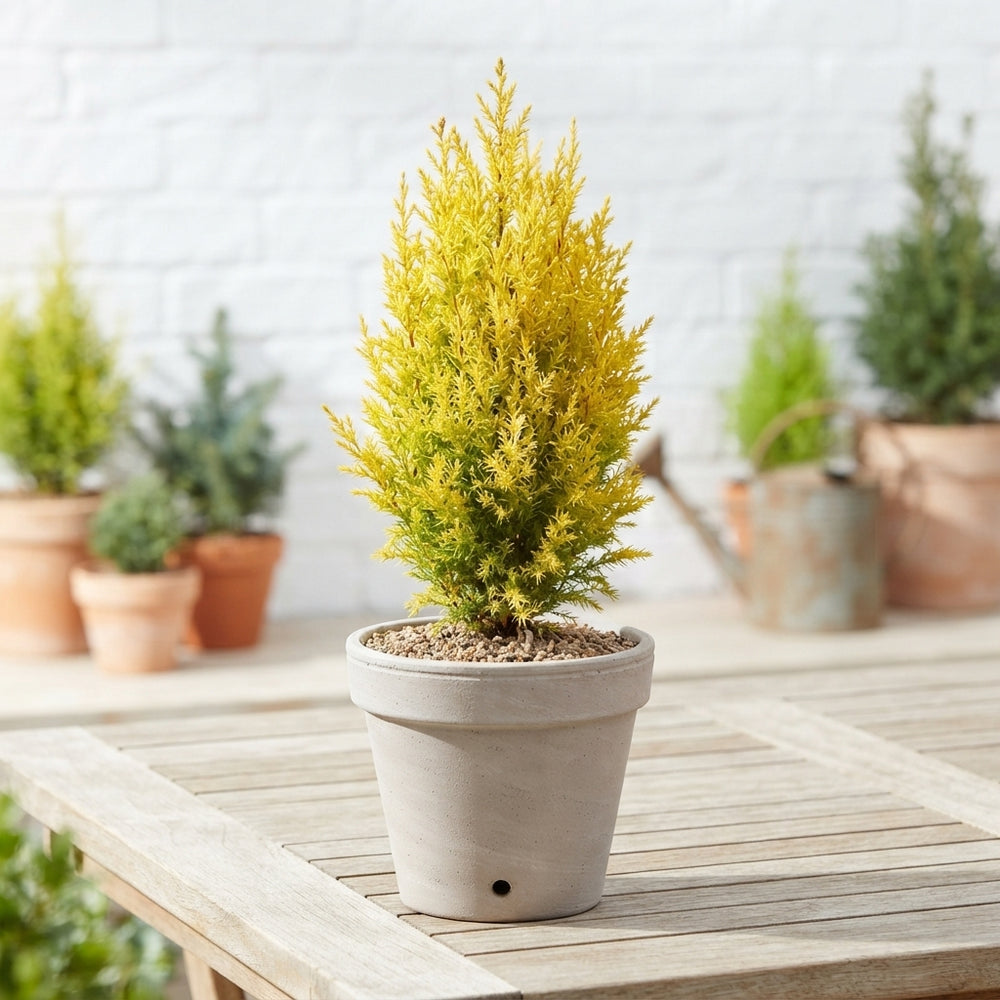 Mixed Outdoor Conifer – 13cm Pot, Approx. 45cm High