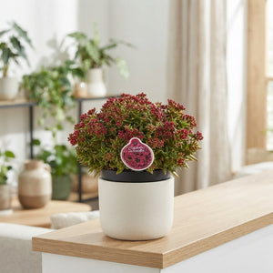 White Crassula schmidtii Succulent – 13cm Pot