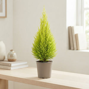 Goldcrest Monterey Cypress (Cupressus macrocarpa) – 14cm Pot