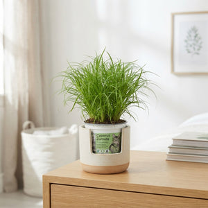 Cyperus Zumula Umbrella Grass – 12cm Pot