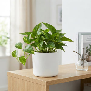 Golden Pothos (Epipremnum aureum) – 12cm Pot