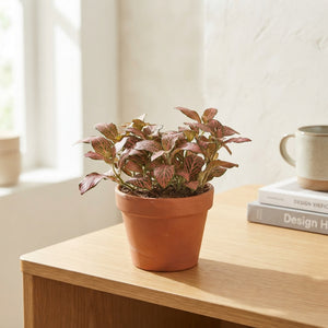 Mixed Fittonia Nerve Plant – 8.5cm Pot