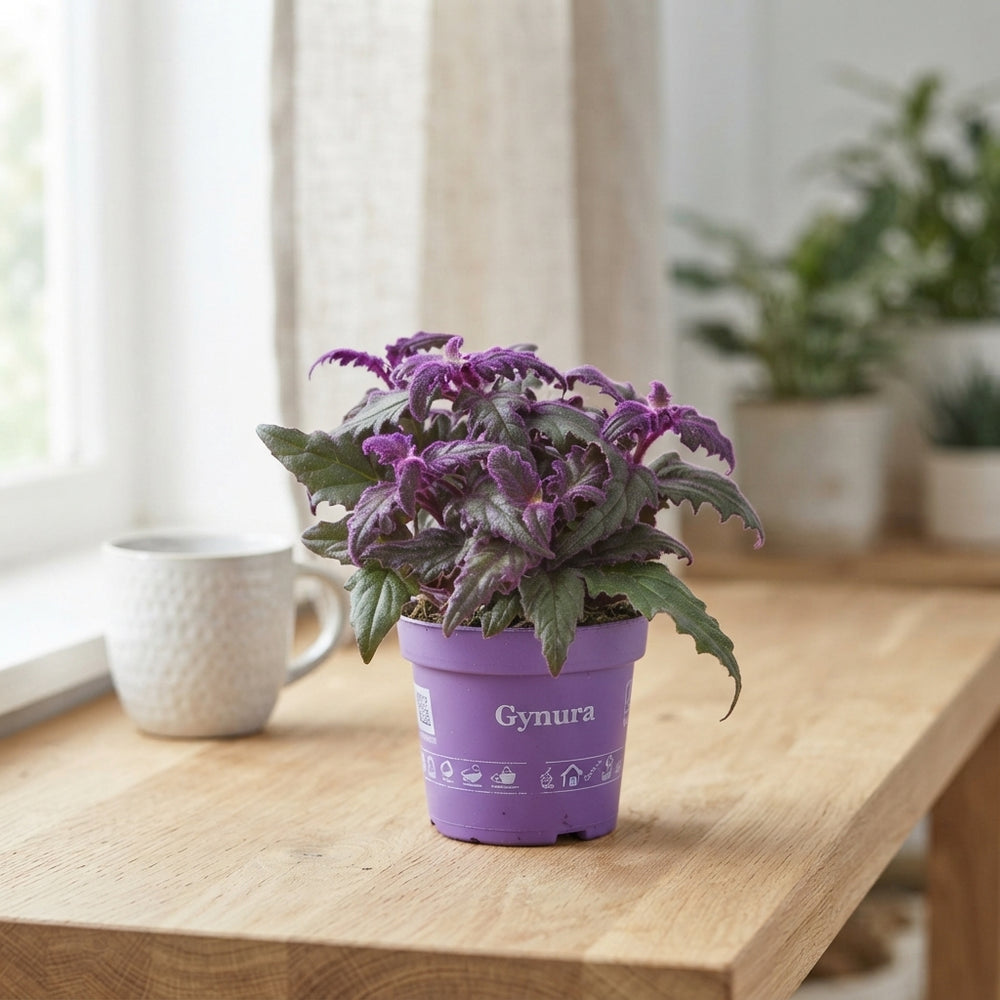 Gynura Violet Velvet Plant – 12cm Pot