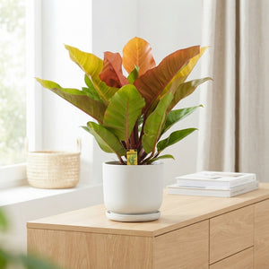 Philodendron Prince of Orange – 19cm Pot
