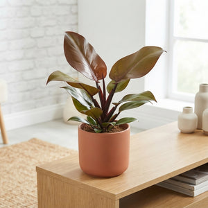 Philodendron Sunlight – 12cm Pot, 35cm High