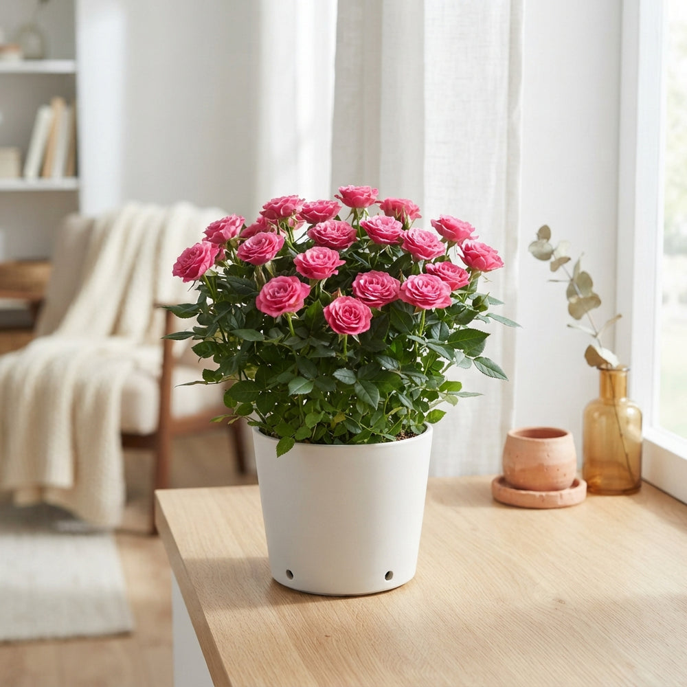 Mixed Rose Plant (Rosa) – 17cm Pot, 40cm High