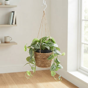 Scindapsus ‘Silvery Ann’ – 14cm Pot