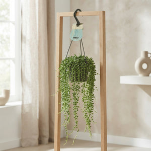 String of Pearls (Senecio herreianus) – 14cm Pot