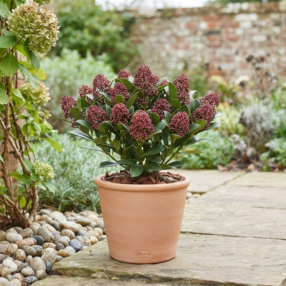 Skimmia japonica ‘Rubella’ – 13cm Pot, 40cm High