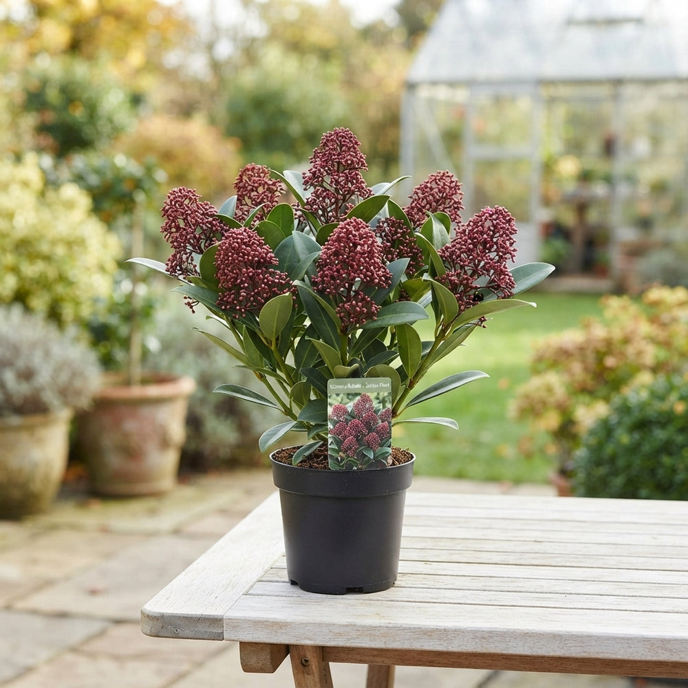 Skimmia Rubella – 10.5cm Pot, Approx. 33cm High