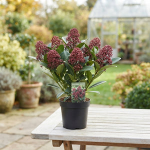 Skimmia Rubella – 10.5cm Pot, Approx. 33cm High
