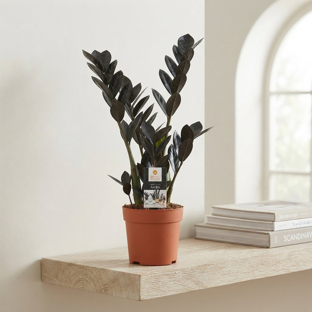Raven ZZ Plant (Zamioculcas zamiifolia) – 14cm Pot