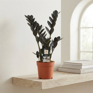 Raven ZZ Plant (Zamioculcas zamiifolia) – 14cm Pot