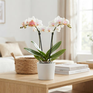 Mixed Phalaenopsis Orchid Bouquet – 2 Stems, 12cm Pot