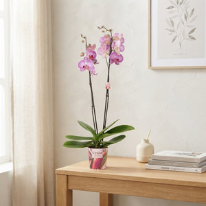 Mixed Phalaenopsis Orchid – 2 Stem, 12cm Pot