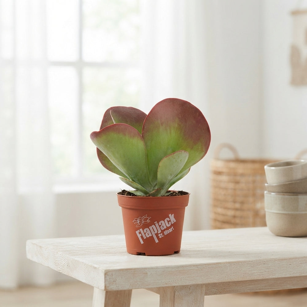 Kalanchoe thyrsiflora – 13cm Pot