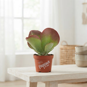 Kalanchoe thyrsiflora – 13cm Pot