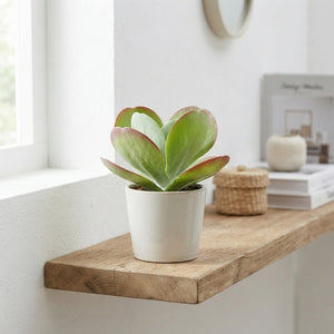Kalanchoe thyrsiflora – 8.5cm Pot