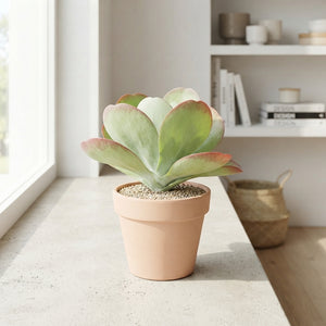 Kalanchoe thyrsiflora – 10.5cm Pot