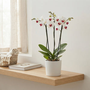Red Phalaenopsis Orchid – 3 Stem, 12cm Pot