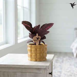 Mixed Calathea Houseplant – 6cm Ceramic Pot