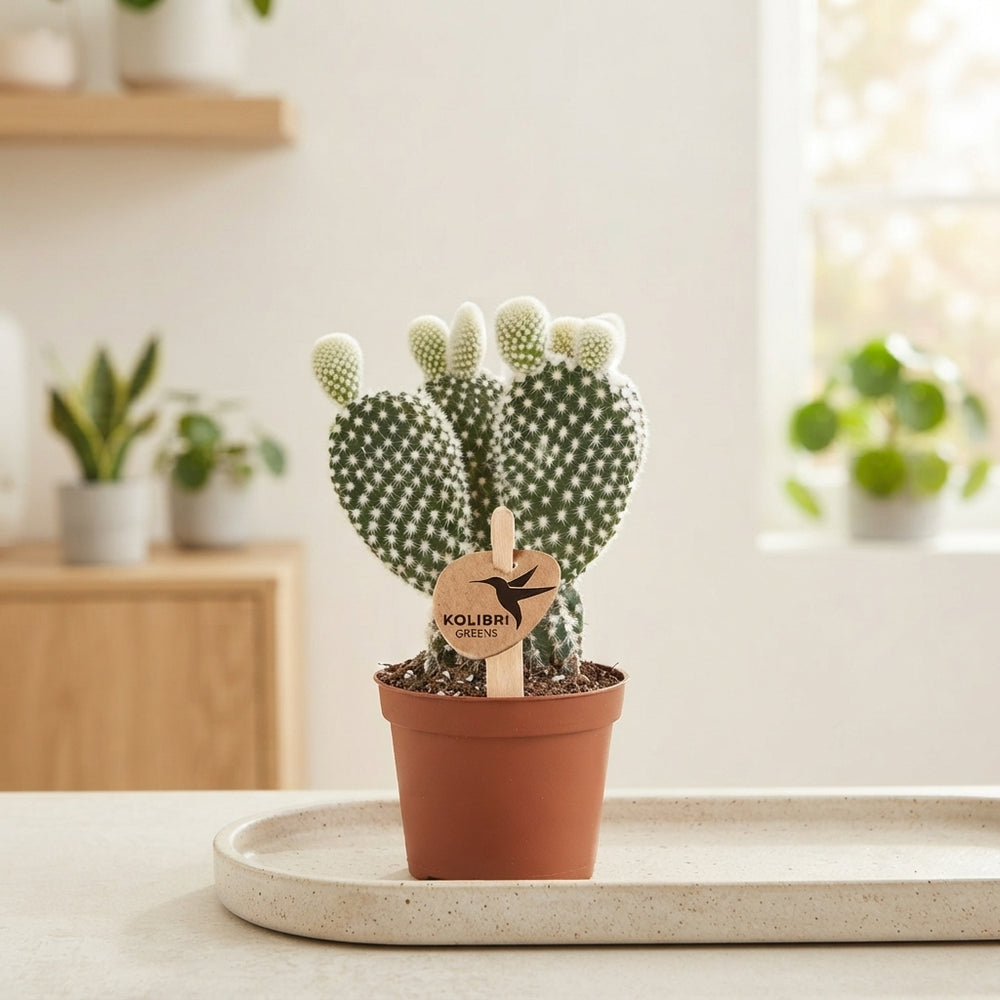 Bunny Ears Cactus (Opuntia microdasys albispina) – 6cm Pot