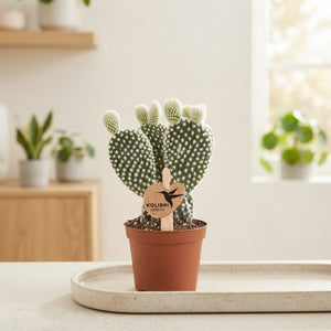 Bunny Ears Cactus (Opuntia microdasys albispina) – 6cm Pot