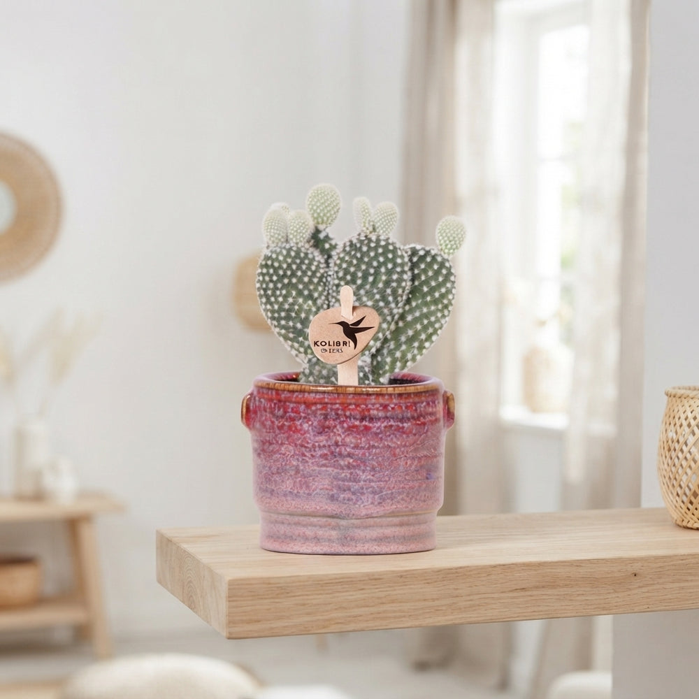 Bunny Ears Cactus (Opuntia microdasys albispina) – 6cm Pot