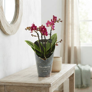 Dazzling Chamonix Phalaenopsis Orchid – 12cm Pot