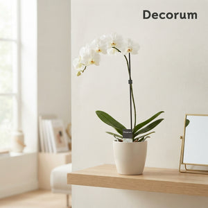 Mixed Phalaenopsis Orchid – 1 Stem, 12cm Pot