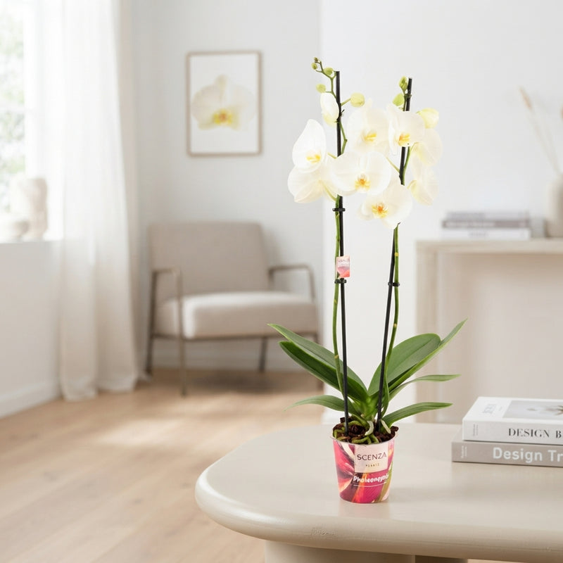 White Phalaenopsis Orchid – 3 Stems, 12cm Pot