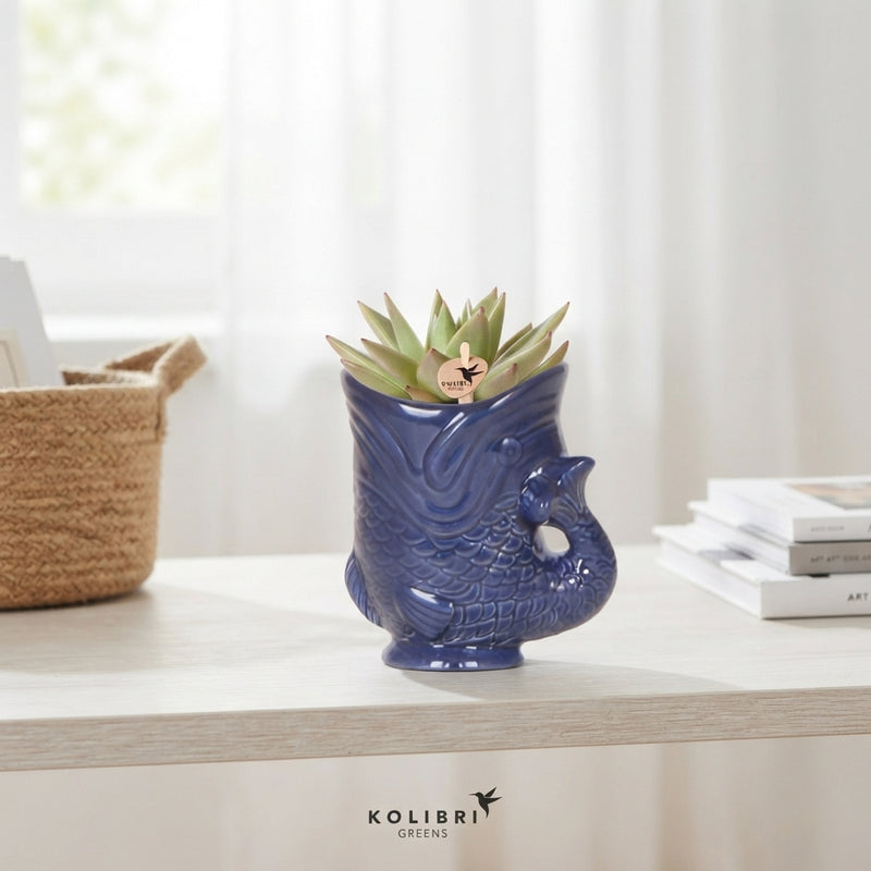 Mixed Succulent in Fish-Shaped Ceramic Pot – 6cm