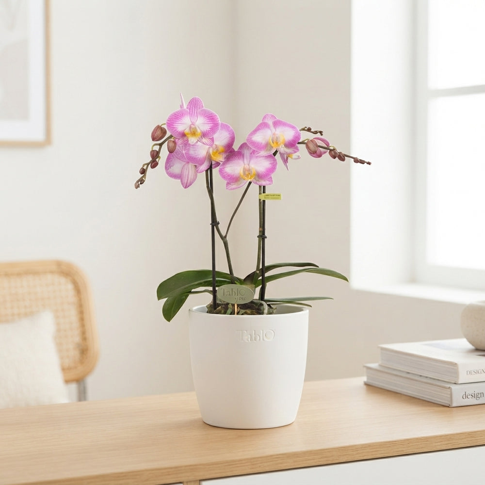 Pink Phalaenopsis Orchid – 2 Stem, 12cm Pot
