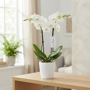 White Phalaenopsis Orchid – 2 Stem, 12cm Pot