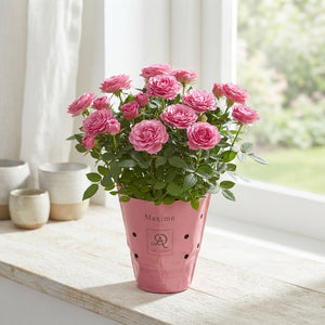 Romantique Rose Duo – 14cm Pot, 32cm High