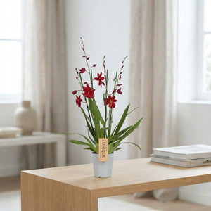 Burrageara Nelly Isler Red Velvet Orchid – 12cm Pot