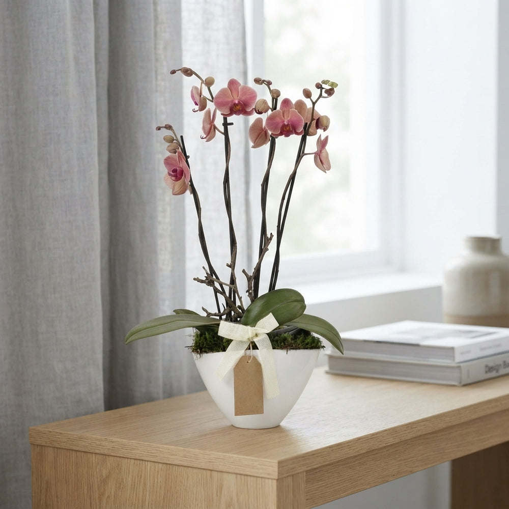 Mixed Phalaenopsis Orchid Arrangement – 22cm Pot