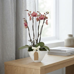 Mixed Phalaenopsis Orchid Arrangement – 22cm Pot