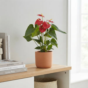 Red Anthurium Houseplant – 12cm Pot