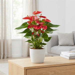 Red Anthurium (Anthurium andraeanum) – 12cm Pot
