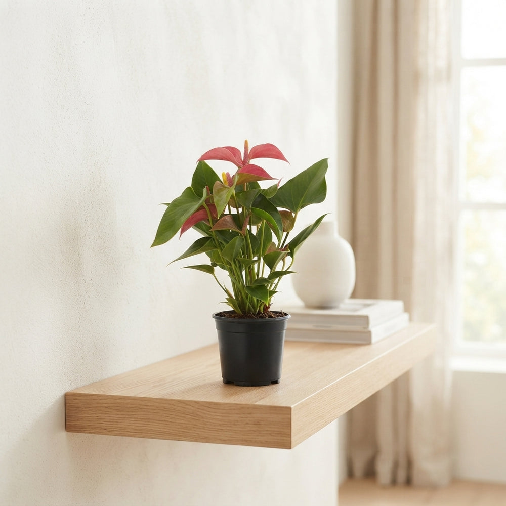 Pink Anthurium ‘Romantico’ – 12cm Pot