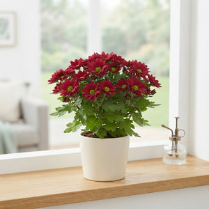 Chrysanthemum Flowering Houseplant – 6cm Pot