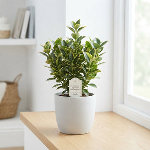 Japanese Euonymus ‘Aureomarginatus’ – 13cm Pot