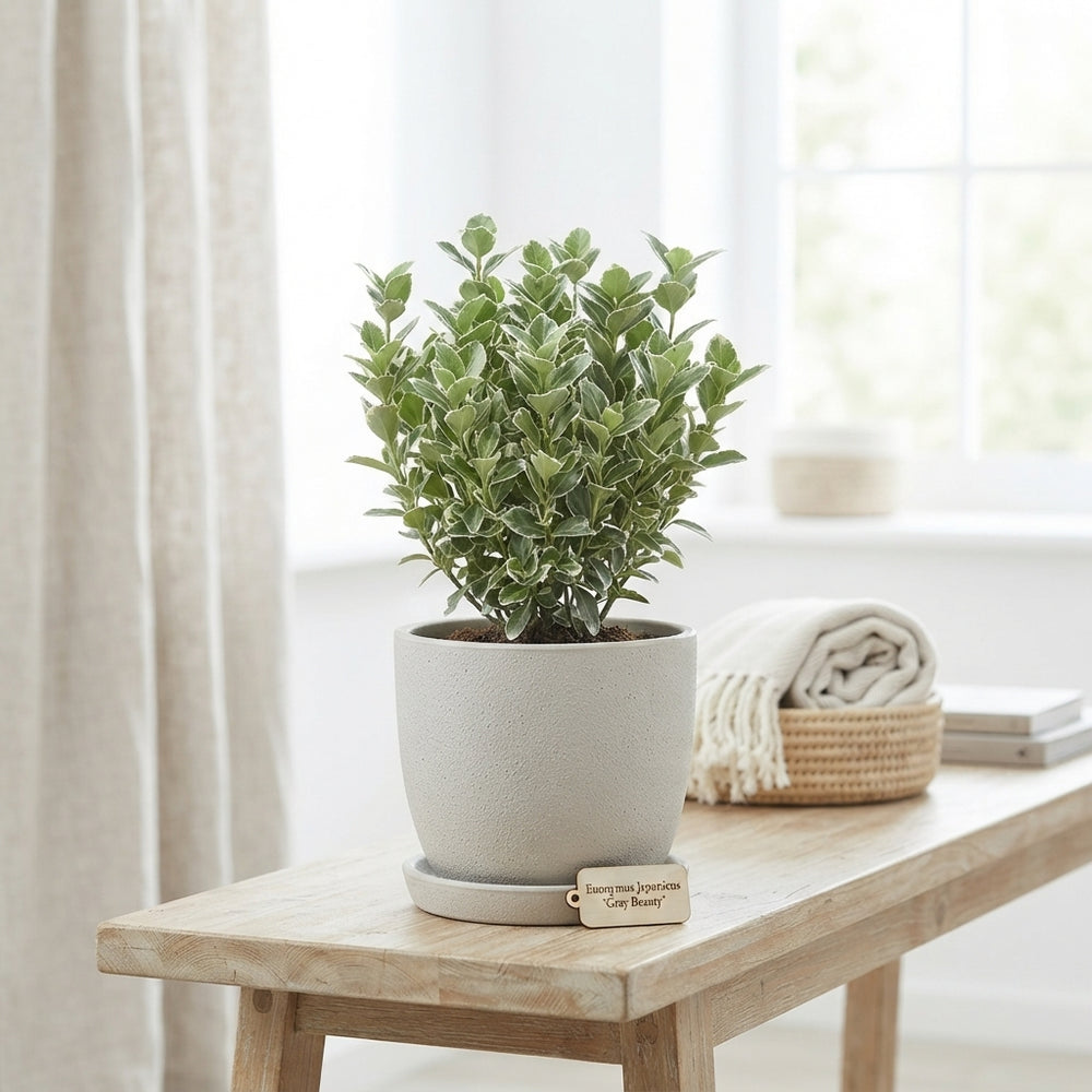 Euonymus japonicus ‘Gray Beauty’ – 13cm Pot