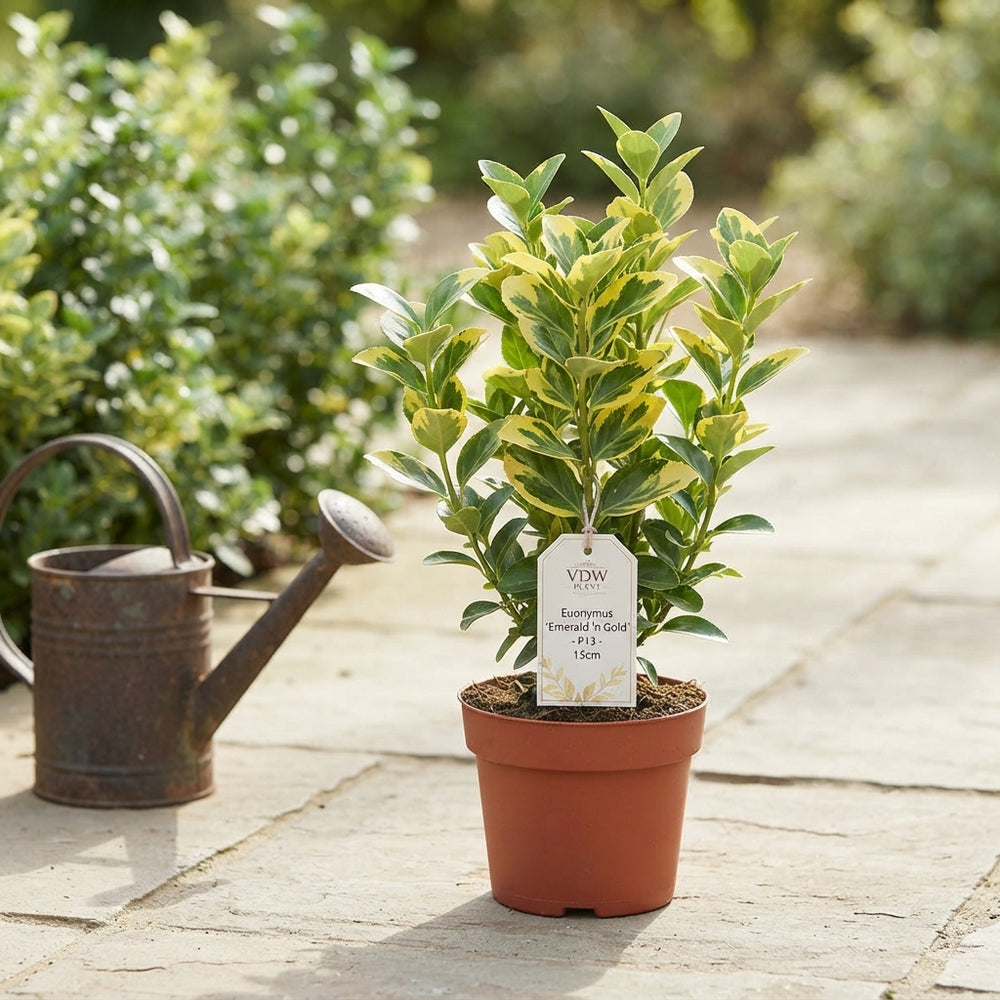 Euonymus Garden Plant – 13cm Pot