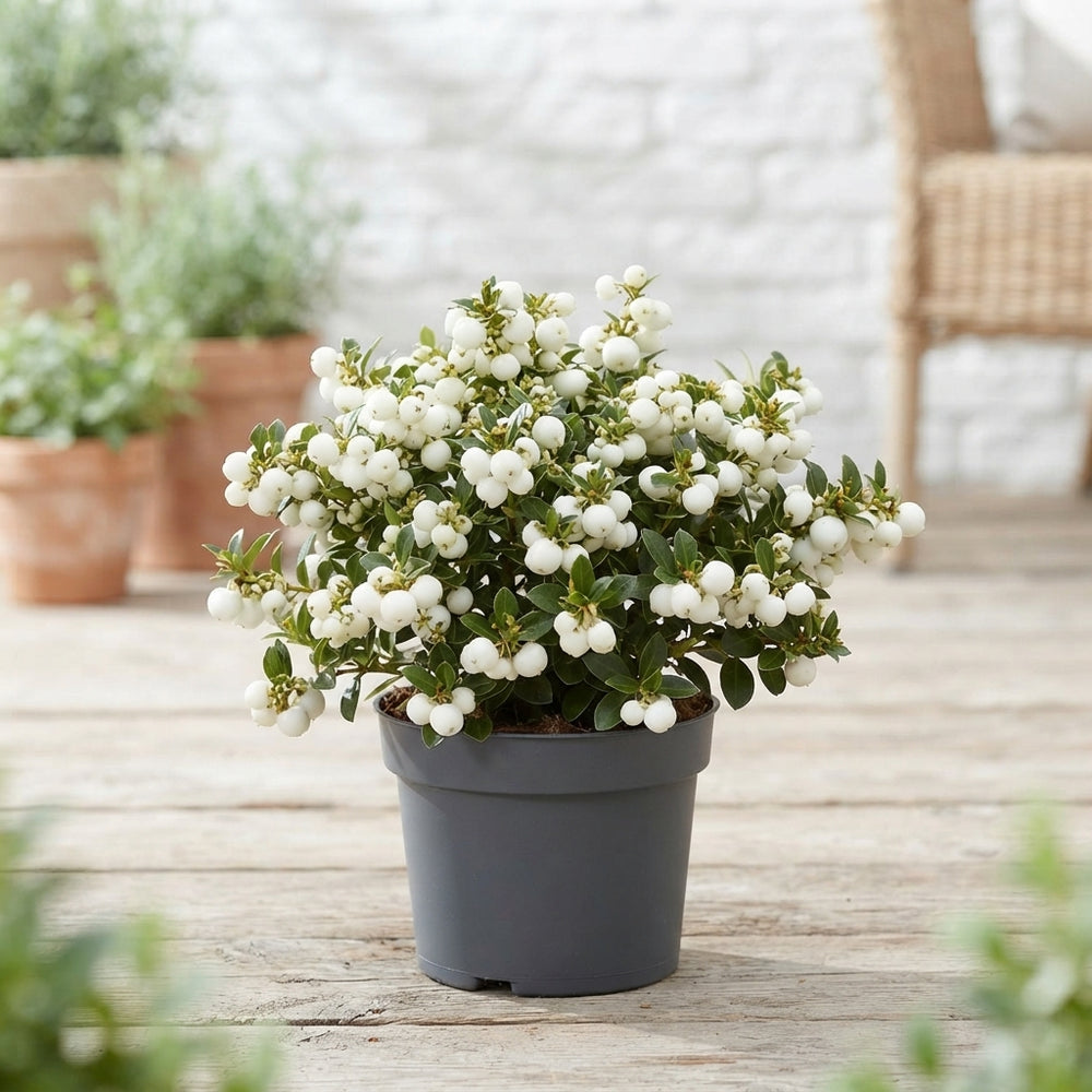 White Berry Gaultheria – 10.5cm Pot