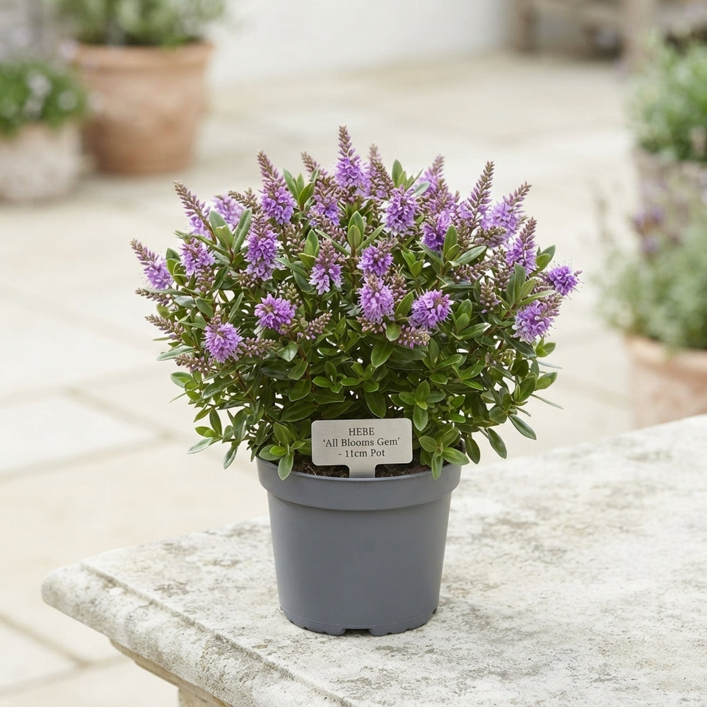 Hebe All Blooms Mixed Flowering Plant – 11cm Pot