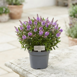 Hebe All Blooms Mixed Flowering Plant – 11cm Pot