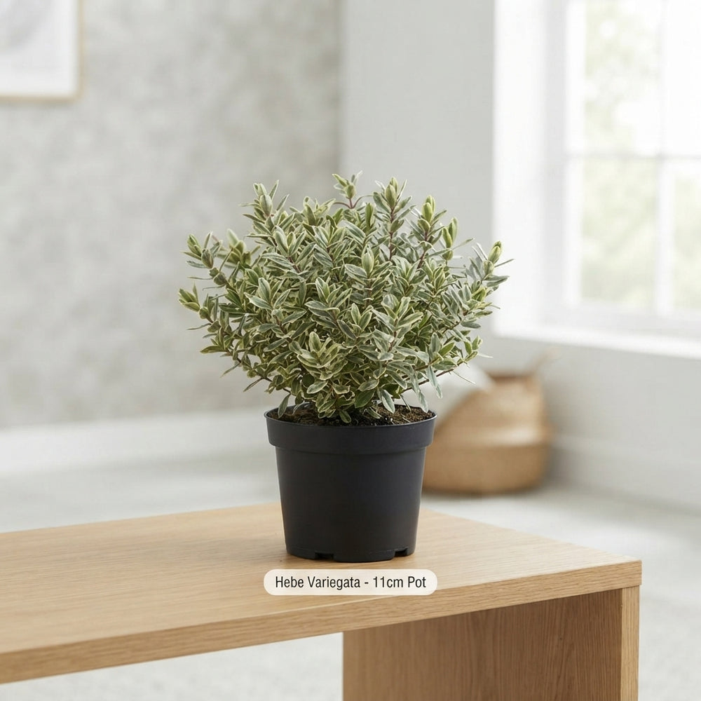 Mixed Hebe Garden Plant – 11cm Pot